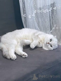 Photo №4. I will sell british shorthair in the city of AIX-EN-Provence. private announcement - price - 568$