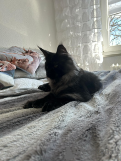 Photo №2 to announcement № 138042 for the sale of maine coon - buy in Spain private announcement