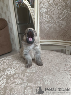 Photo №4. I will sell german spitz, pomeranian in the city of Москва. breeder - price - 911$