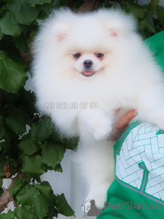 Photo №1. pomeranian - for sale in the city of Tbilisi | negotiated | Announcement № 103978