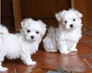 Photo №1. maltese dog - for sale in the city of Берлингероде | negotiated | Announcement № 115852