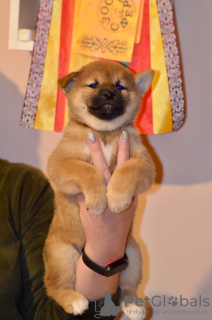 Additional photos: Shiba Inu puppy boy from KUMIKO YOSHI kennel