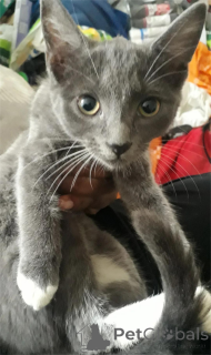 Photo №1. american wirehair - for sale in the city of Affalterbach | 329$ | Announcement № 151622