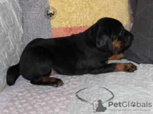 Photo №4. I will sell polish hunting dog in the city of Mińsk Mazowiecki. breeder - price - 520$