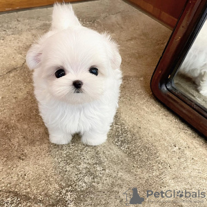Photo №1. maltese dog - for sale in the city of Tel Aviv | negotiated | Announcement № 83970