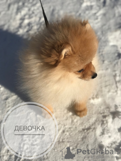 Photo №1. german spitz - for sale in the city of Ронда | 662$ | Announcement № 9492