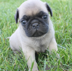 Photo №2 to announcement № 133326 for the sale of  - buy in Germany 