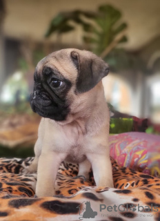 Additional photos: Pug puppies