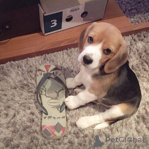 Photo №2 to announcement № 124537 for the sale of beagle - buy in Germany private announcement