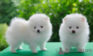 Photo №1. pomeranian - for sale in the city of Paris | negotiated | Announcement № 124756