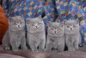 Photo №1. british shorthair - for sale in the city of Benfica | 413$ | Announcement № 172111
