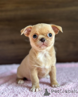 Photo №1. Julianna chihuahua puppies in the city of Sydney Olympic Park. Price - 259$. Announcement № 147255