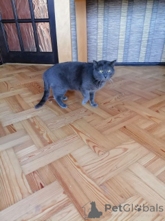 Photo №4. I will sell russian blue in the city of Minsk. private announcement - price - Is free