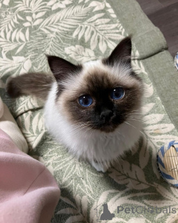 Photo №1. birman - for sale in the city of Pooler | 500$ | Announcement № 143400