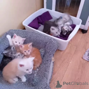 Photo №1. maine coon - for sale in the city of Glinde | 392$ | Announcement № 167273