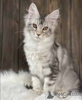 Photo №2 to announcement № 163467 for the sale of maine coon - buy in Germany breeder
