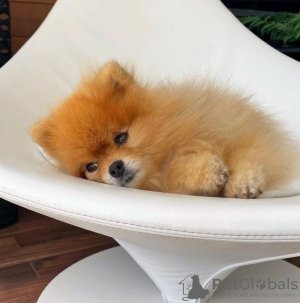 Photo №2 to announcement № 92963 for the sale of pomeranian - buy in Hungary private announcement