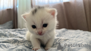 Photo №1. british shorthair - for sale in the city of Дублин | 282$ | Announcement № 139327