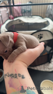 Photo №2 to announcement № 135624 for the sale of chihuahua - buy in Germany 