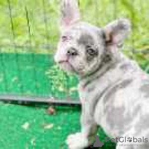 Photo №1. french bulldog - for sale in the city of Destin | 500$ | Announcement № 128190