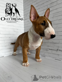 Photo №4. I will sell bull terrier in the city of Berlin. breeder - price - 2430$