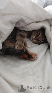 Photo №3. Cat Yashka in good hands.. Russian Federation