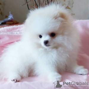 Photo №2 to announcement № 120559 for the sale of pomeranian - buy in Germany private announcement