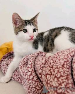 Photo №4. I will sell domestic cat in the city of Helsinki. private announcement, breeder - price - 300$