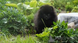 Photo №1. pomeranian - for sale in the city of Berlin | 845$ | Announcement № 111537