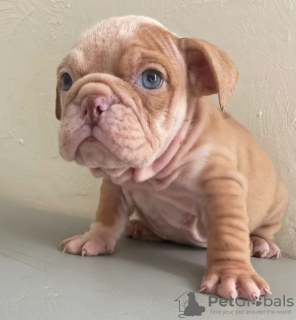 Photo №2 to announcement № 126712 for the sale of english bulldog - buy in Spain 