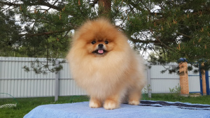 Additional photos: Pomeranian, male, 5 months.