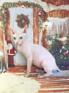 Photo №4. I will sell sphynx-katze in the city of Москва. breeder - price - negotiated