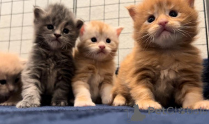 Photo №1. maine coon - for sale in the city of Florida | 400$ | Announcement № 135697