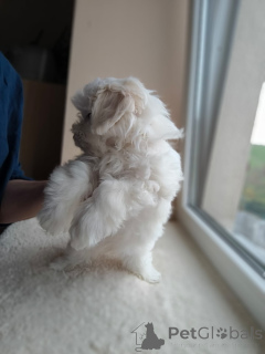 Photo №3. Maltese puppy male. Belgium