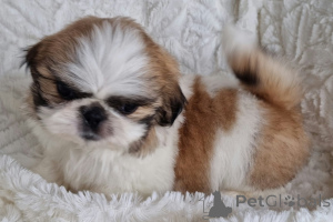 Photo №1. shih tzu - for sale in the city of Bad Vilbel | negotiated | Announcement № 166136