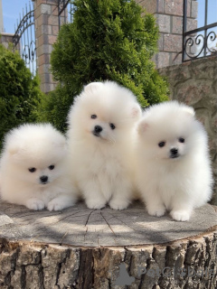 Photo №4. I will sell pomeranian in the city of Bremen. private announcement - price - 380$