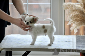 Photo №2 to announcement № 138216 for the sale of chihuahua - buy in Russian Federation from nursery