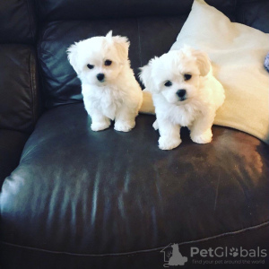 Photo №2 to announcement № 32241 for the sale of maltese dog - buy in Germany private announcement