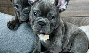 Photo №1. french bulldog - for sale in the city of Timișoara | negotiated | Announcement № 160038