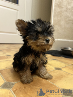 Photo №3. Beautiful miniature Yorkshire terrier puppies. Germany