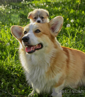 Photo №2 to announcement № 106830 for the sale of welsh corgi - buy in Netherlands breeder