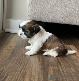 Photo №1. shih tzu - for sale in the city of Heidelberg | 518$ | Announcement № 132641