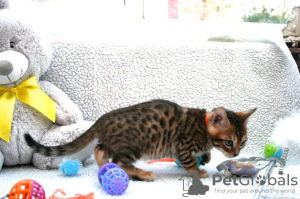 Photo №2 to announcement № 114595 for the sale of bengal cat - buy in Germany private announcement, breeder