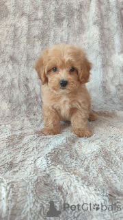 Photo №1. maltipu - for sale in the city of Berlin | Is free | Announcement № 160253