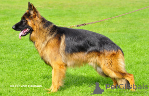 Photo №2 to announcement № 40222 for the sale of german shepherd - buy in Poland breeder