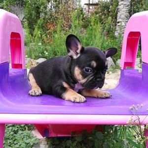 Photo №1. french bulldog - for sale in the city of Kiev | 22$ | Announcement № 4129