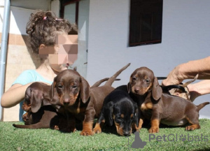 Photo №1. dachshund - for sale in the city of Kikinda | negotiated | Announcement № 71368