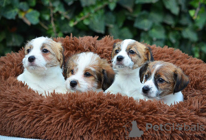 Additional photos: Jack Russell puppies for sale