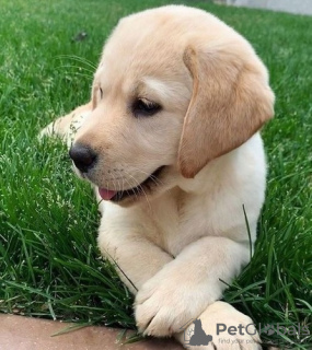 Photo №1. labrador retriever - for sale in the city of Хогезанд | 740$ | Announcement № 55266