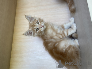 Photo №2 to announcement № 52541 for the sale of maine coon - buy in Ukraine 